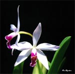 Laelia Pequena Purple