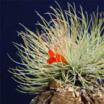 Tillandsia andreana