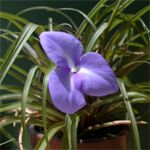 Tillandsia umbellata